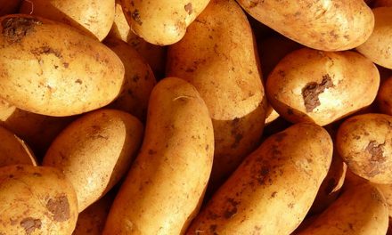 Krumpli vagy nem krumpli, az itt a kérdés