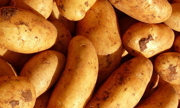 Krumpli vagy nem krumpli, az itt a kérdés