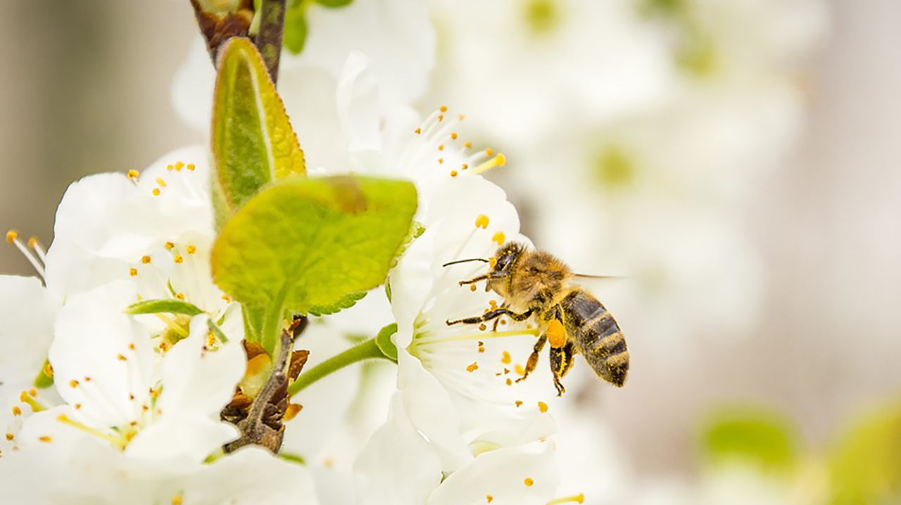 pikkelysömör kezelése méhekkel