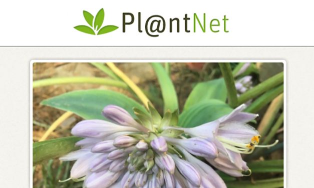 Itt a virágok Shazamja, a növény felismerő app