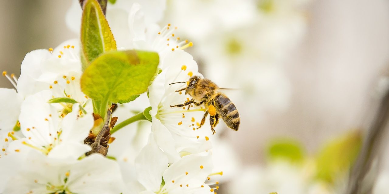 Méh vagy darázs? Felismered egyáltalán?