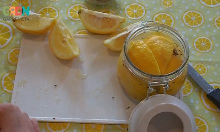 Így tedd el a citromot!