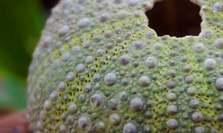 Az influenza nagy ellenszere az echinacea. Te tudtad, hogy az tengerisün?