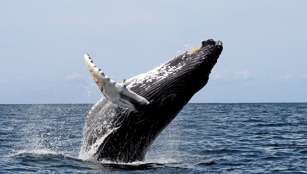 Ausztrália: ahol bálnales, sárkányok és kacagójancsi van az esőerdőben