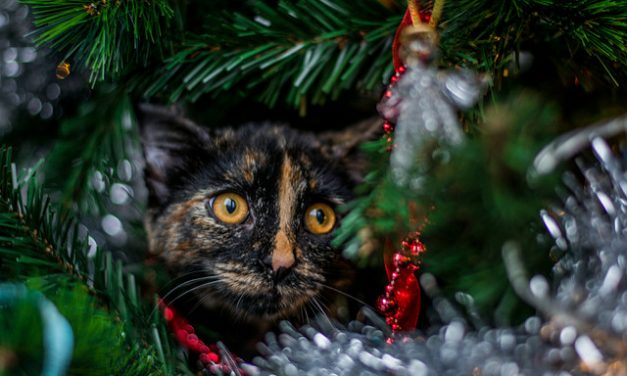 Macska és karácsonyfa egy lakásban? Ugyan, mi történhet?