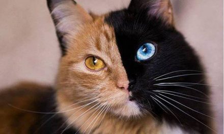 Quimera, a kétarcú macska most az Instagram legmenőbb cicája