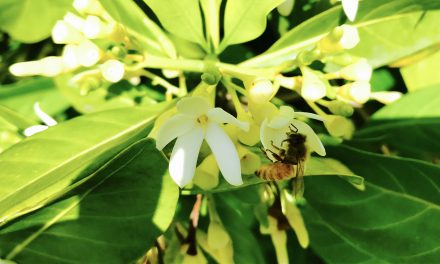 Rövidgatyában méhészkedni, na az menő