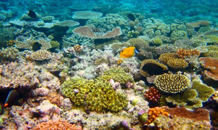 Sikerült a korallátültetés, megmenekülhet az ausztráliai Nagy-korallzátony