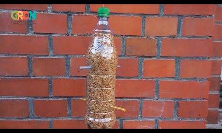 Így készíts madáretetőt PET-palackból!
