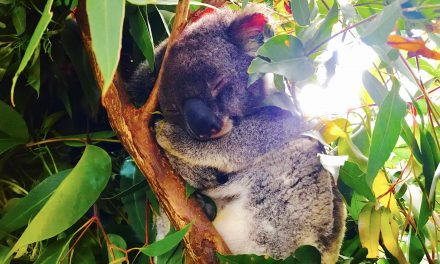 Cukiságtúladagolás: az álomszuszék koala, a rapper kenguru és az árva kisdenevér