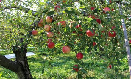 Protestáns almafák lepik el az országot