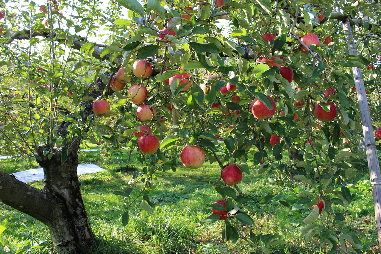 Protestáns almafák lepik el az országot | Gardenista