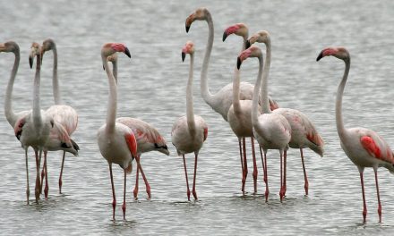 Bréking! Rózsás flamingók jelentek meg Csongrádban!