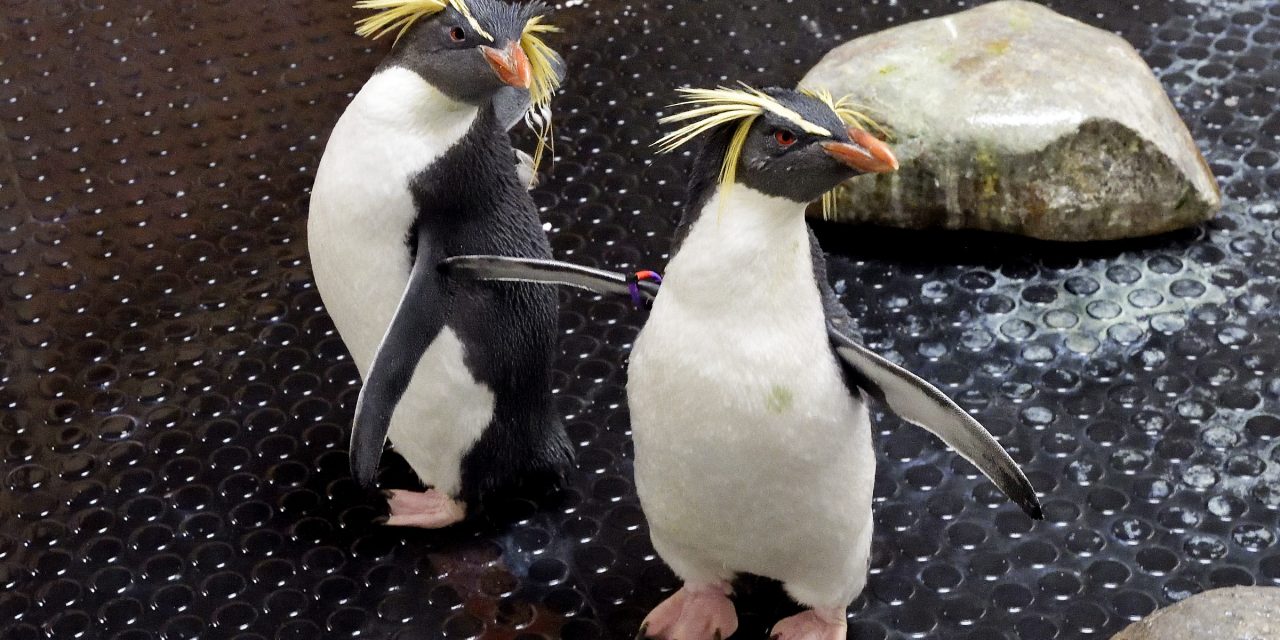 A bécsi állatkert mentett pingvineket fogadott be