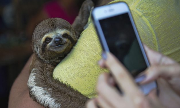 A vadon élő állatokkal készülő szelfik az állatok halálát okozhatják, az Instagram bekeményít