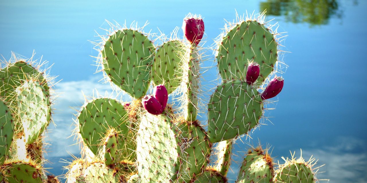 Többet tud a kaktusz, mint gondolnád: belőle lehet a század haszonnövénye