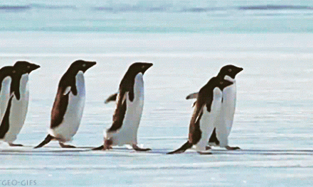 A pingvinek megtanítanak arra, hogyan ne csússzunk el a jégen