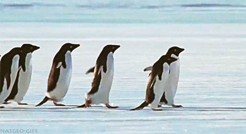 A pingvinek megtanítanak arra, hogyan ne csússzunk el a jégen