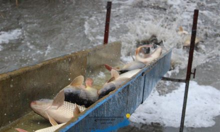300 ezer kilónál is több halat telepítettek a Balatonba