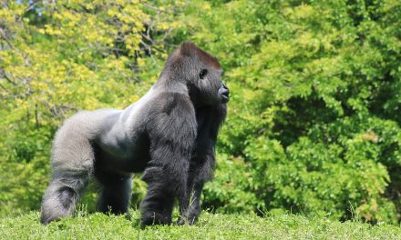 A gorilla apa, aki beállt az út közepére, hogy megvédje a családját
