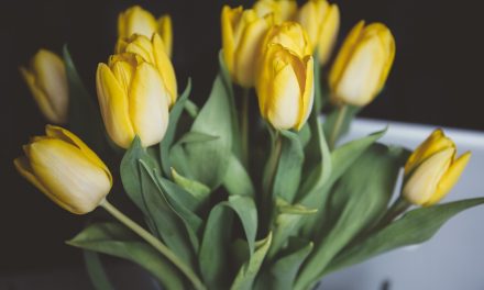 Sok csodás virág, csak legyen elég váza: tulipán