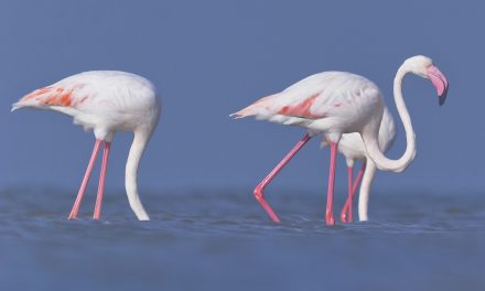 Madarasok, itt az álommeló: flamingó főnököt keresnek a Bahamákra