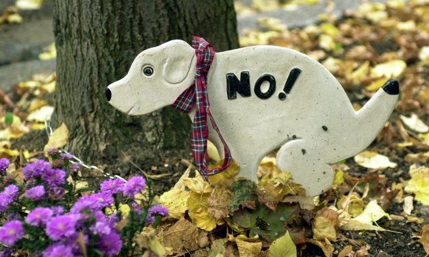 Bécs megoldotta a kutyagumi-problémát