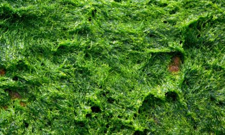 Szőrtrágya és algaspray – alternatív trágyák a kertben