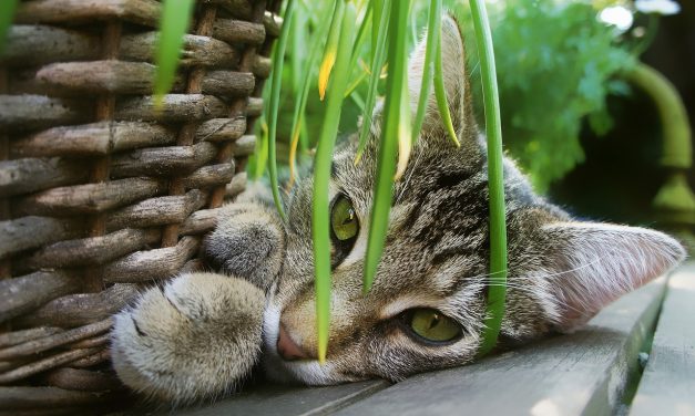Miért ne lehetne a macskának saját kertje?