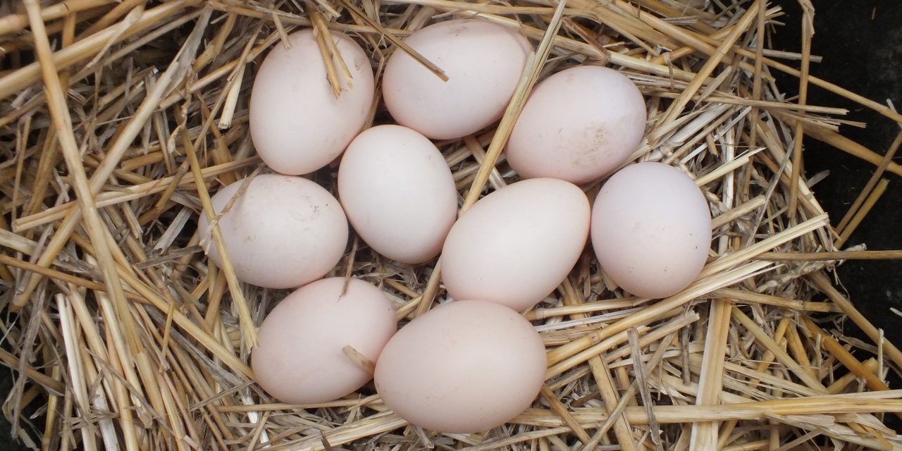 csirke tojás a látáshoz