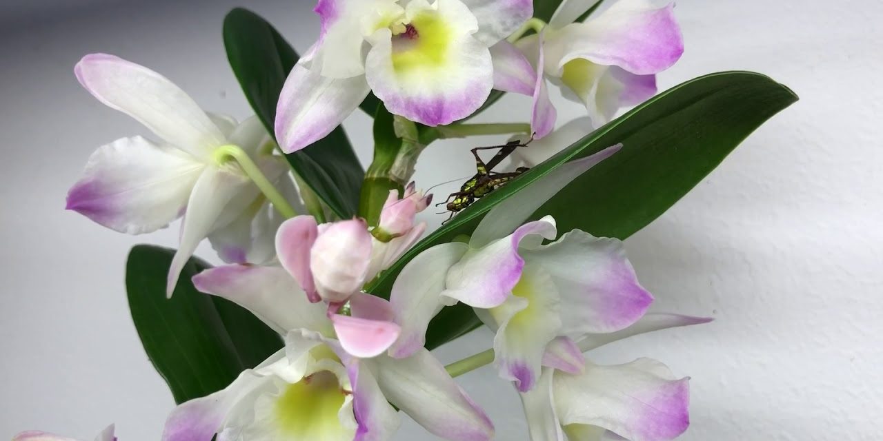 Van orchidea, amelyik élve megeszi áldozatát. Jobb, ha vigyázol!