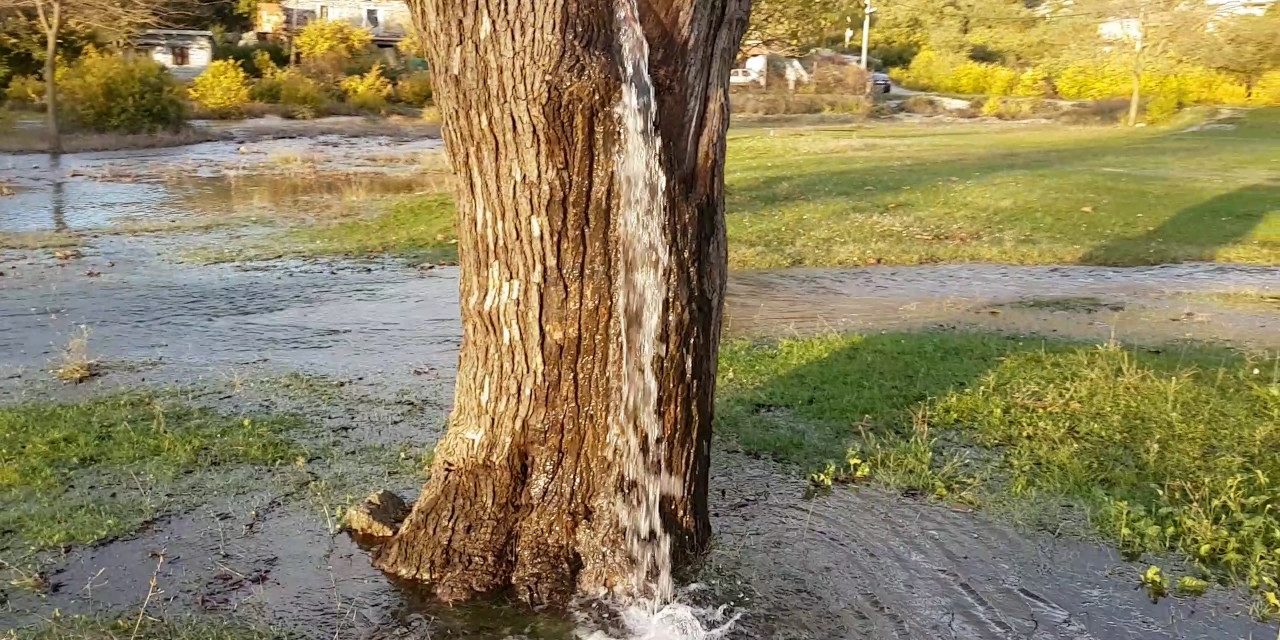 Fából fakasztott vizet a tavasz?