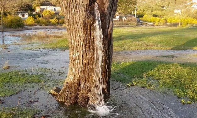 Fából fakasztott vizet a tavasz?