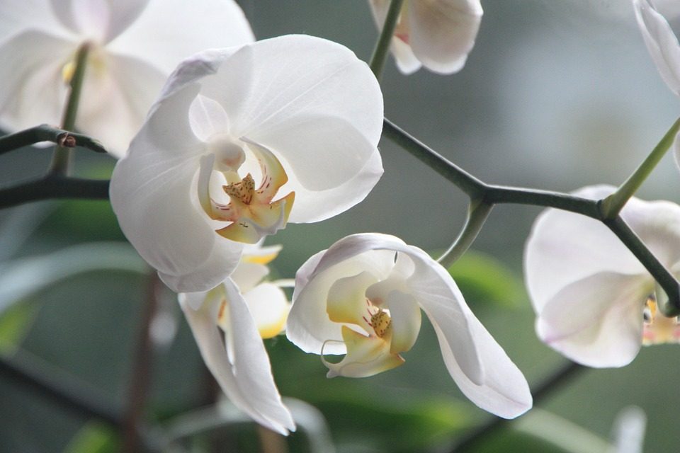 Így lett gyönyörűséges az orchideám, a tied is az lehet!