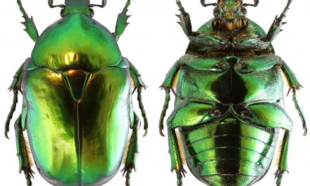 Óriási veszély fenyegeti a szaproxilofág bogarakat Európában