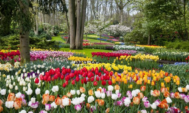 Most nyílik a világ legnagyobb virágoskertje