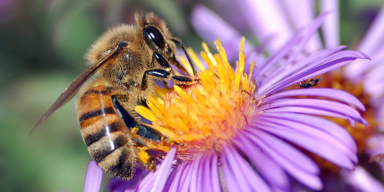 Hogyan szelídítsünk méheket? Adjunk nekik enni!