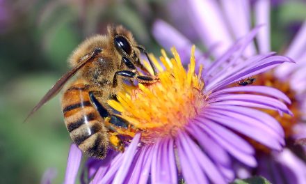 Hogyan szelídítsünk méheket? Adjunk nekik enni!