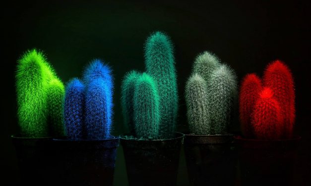 Sötétben világító növényeivel nyert innovációs díjat egy magyar feltaláló Kínában