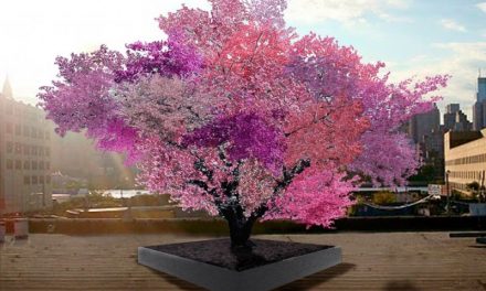 Ha a szobrász kertészkedni kezd: itt a 40 gyümölcsöt termő fa