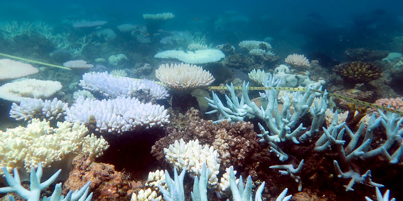 A hőhullámok megfőzik a Nagy-korallzátony koralljait