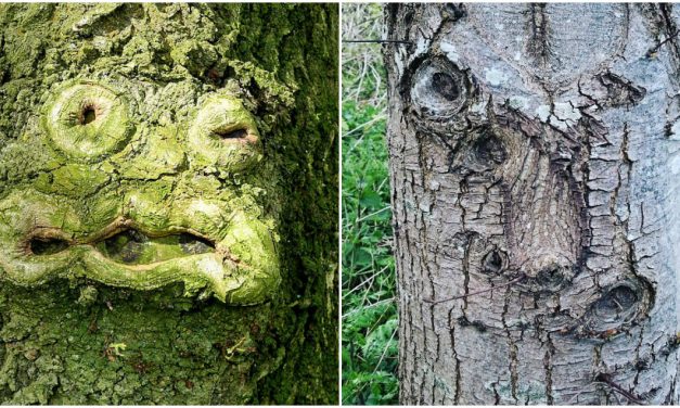Valóság, vagy photoshop az emberi arc egy fán?