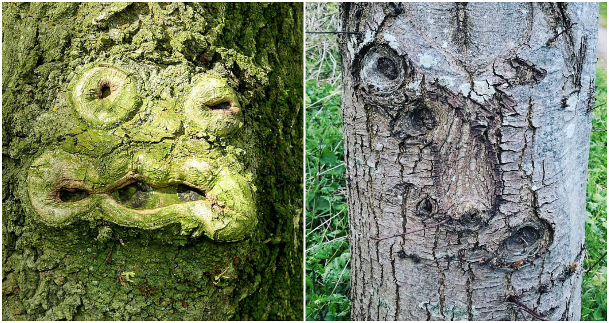 Valóság, vagy photoshop az emberi arc egy fán?