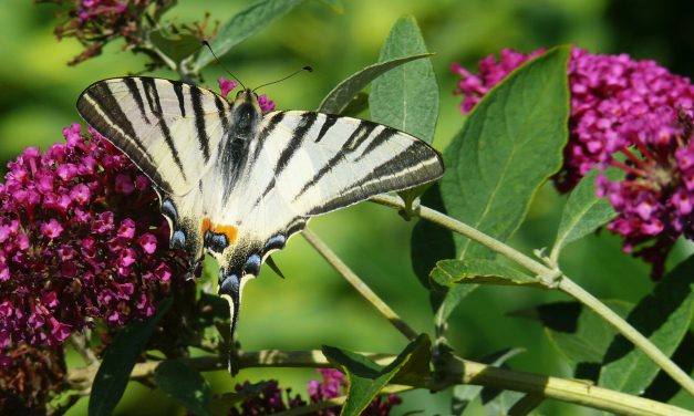 10 pillangócsalogató növény