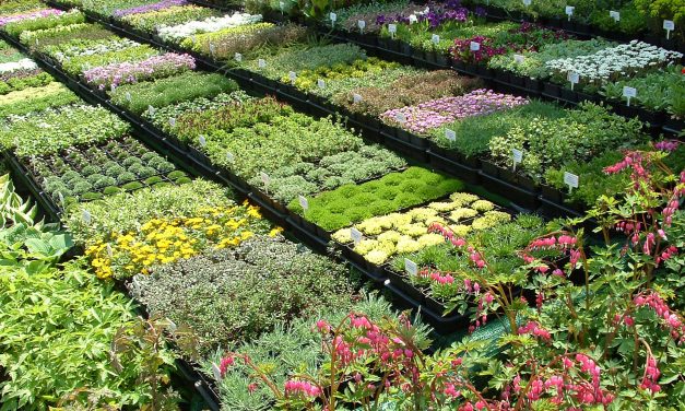 Kertészek karácsonya: virágvásár most hétvégén