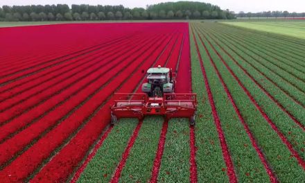 Traktorral a tulipánosba?