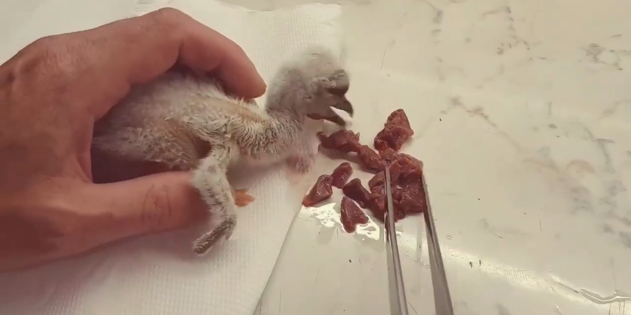 Szinte hihetetlen: egy hónapja elpusztult gólya fiókája kelt ki a tojásból