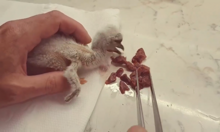Szinte hihetetlen: egy hónapja elpusztult gólya fiókája kelt ki a tojásból