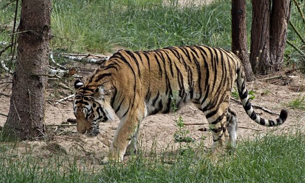 Javul Igor, a tigris állapota, akit saját őssejtjeivel kezeltek