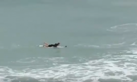 Fuldokló galambot mentett ki a szörfös